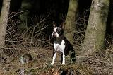 BOSTON TERRIER 053